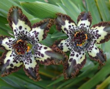 Ферария Къдрава (Ferraria crispa)