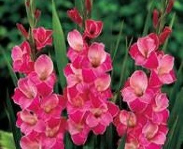 гладиол Invitation