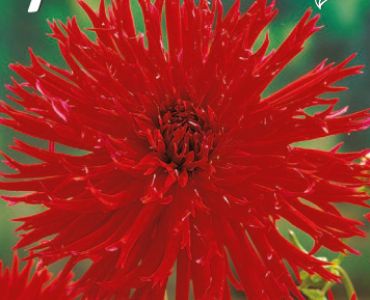 Далия Cactus Apache