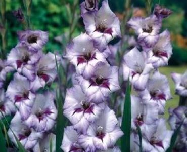 гладиол Vera Lynn