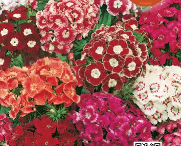 Топ Карамфил микс (висок)`SG