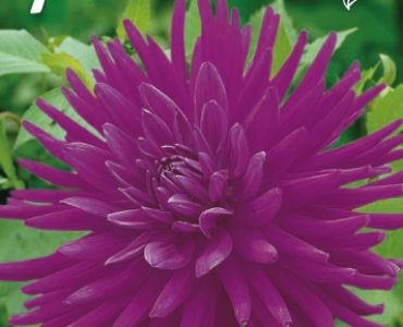 Далия Cactus Purple Gem