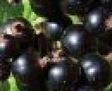 Касис - черно френско грозде (Флоров)