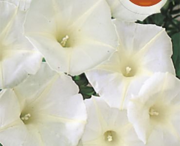 Ипомея Бяла`SG