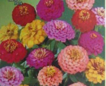 Циния лилипут