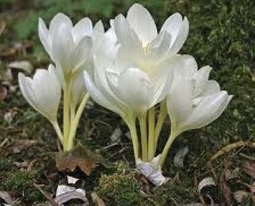 Есенен минзухар бял (Colchicum Album)