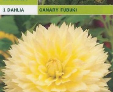 далия Canary Fubuki