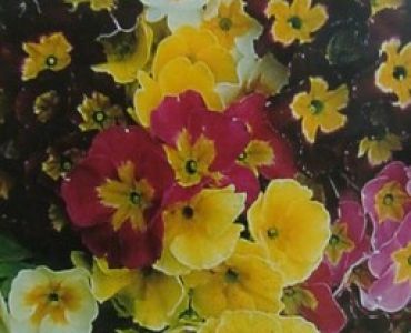 Примула - Иглика 