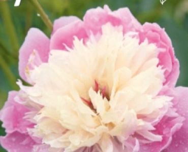 Божур Bowl of Beauty