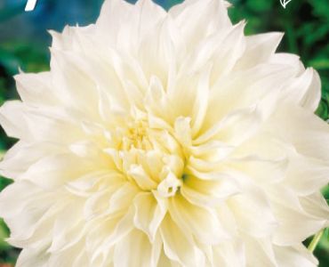 Далия Decorative White Perfection