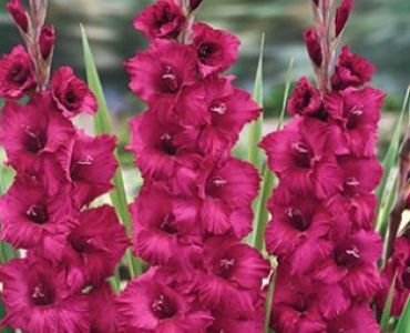 Гладиол Plumtart