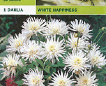 далия ниска White Happiness