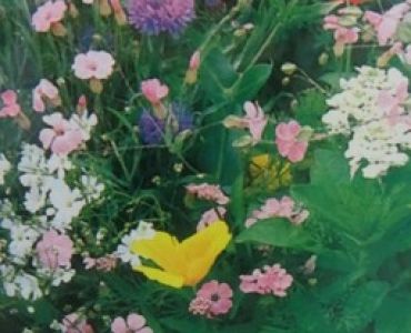 Цветен микс Японска ливада