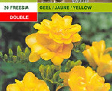 фрезии Кичести - жълти 20бр.