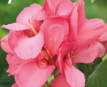 Канна Розова