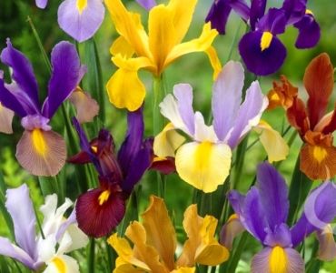 Ирис hollandica Микс