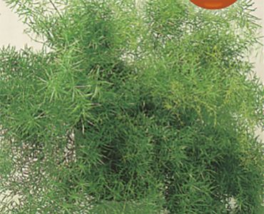 Аспарагус`SG