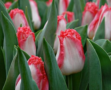 лале Fringed Lingerie