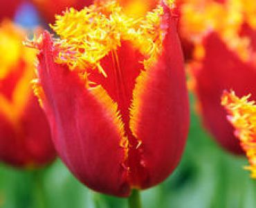 лале Fringed Fabio