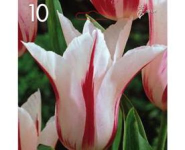Лале Lilyflowering Marilyn 1 оп (10 луковици)