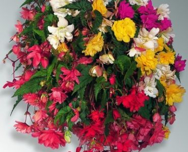 бегония Каскадна микс 5 бр