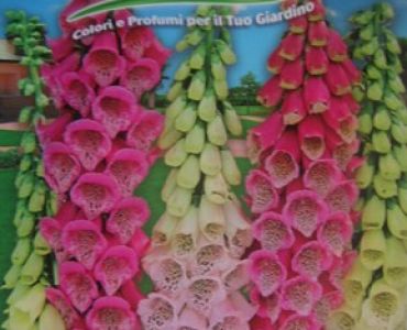 Дигиталис (Напръстник)