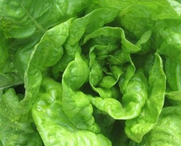 салата маслена глава AS 106