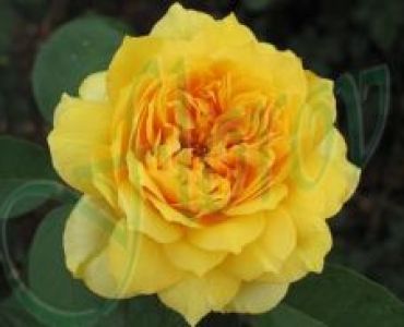 Облагородена храстовидна роза Флоров: Каталожен номер 03