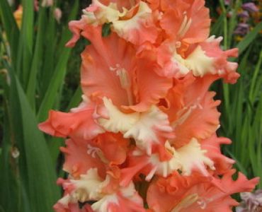 гладиол Frizzled Coral Lace