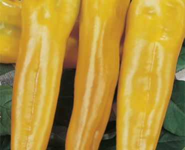 пипер Жълт Рог`SG