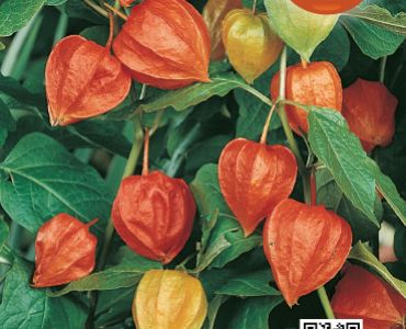 Физалис (семена) SG