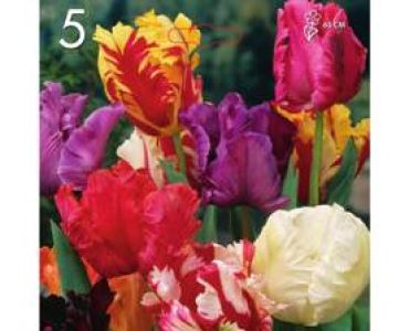лале Parrot mix (пакет - 5 луковици)