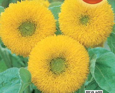 Слънчоглед кичест, нисък