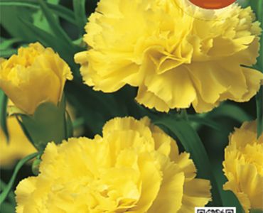 Карамфил Шабо Жълт`SG