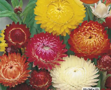 Хелихризум SG