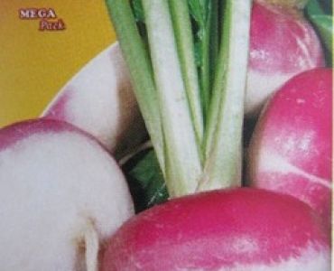 ряпа Милано