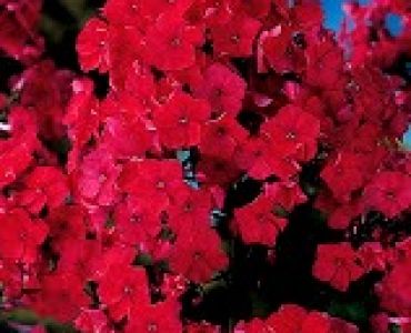 Флокс Червен