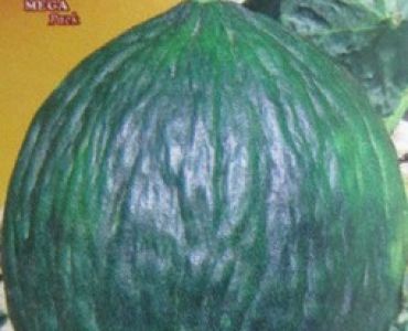 пъпеш Зелен италиански