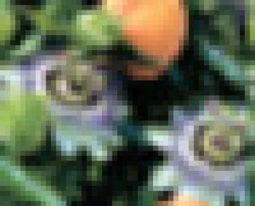 Ядлива пасифлора (Passiflora edulis)
