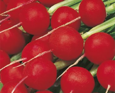 репички Gigante siculo`SG