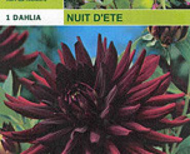 далия Nuit D'ete