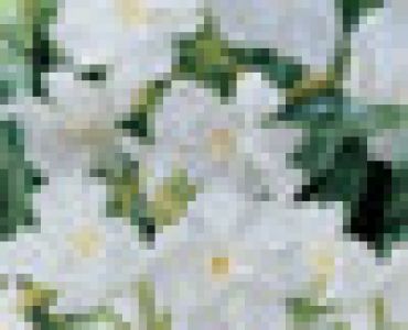 олеандър Бял