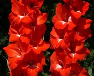 гладиол Traderhorn