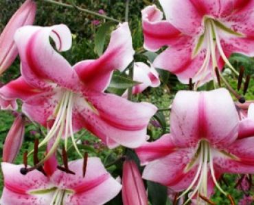 Лилиум Дървовиден Anastasia 18/20