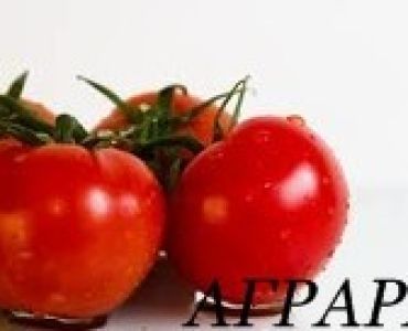 домати Буран F1