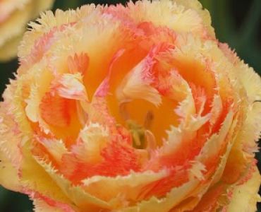 Лалета Vaya com Dios (пакет - 5 луковици)