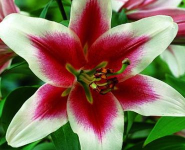 Лилиум O.T. Triumphator 16/18