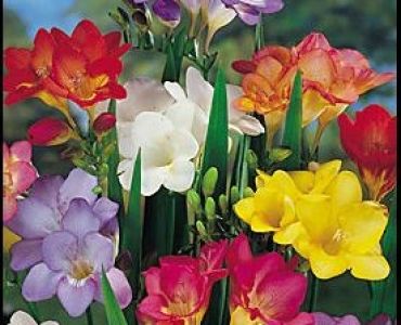 Фрезии - микс 25бр.