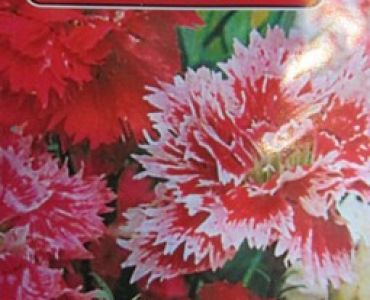 Китайски карамфил