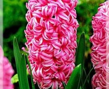 Зюмбюл Pink Pearl